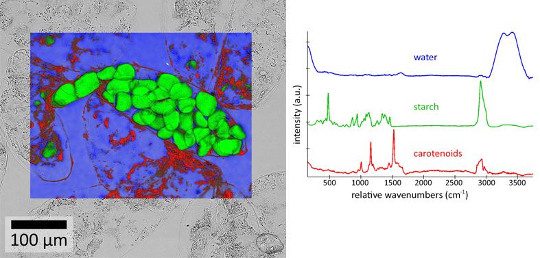 香蕉浆叠加+光谱