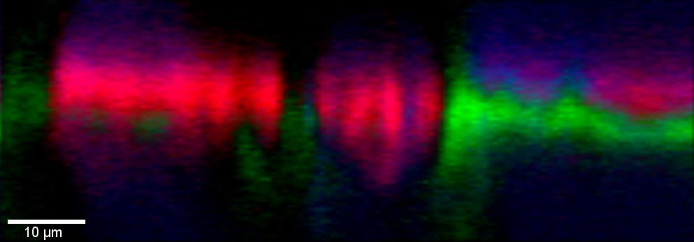 圆珠笔在纸上写作的顺序由z方向的深度轮廓确定（绿色：pen i；红色：笔II）。