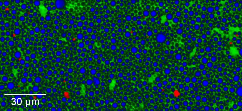 witec raman largearea扫描
