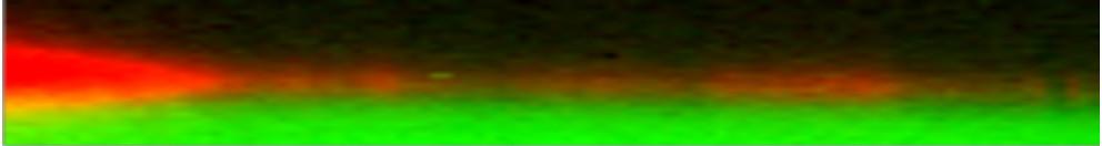 witec拉曼油涂料注射器