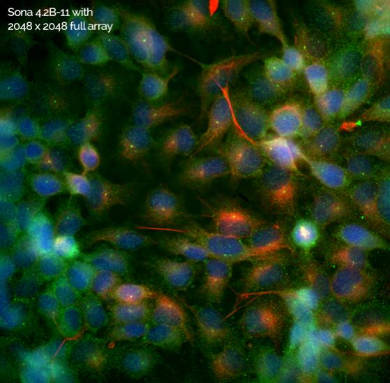 Sona sCMOS与2048 x 2048全阵列