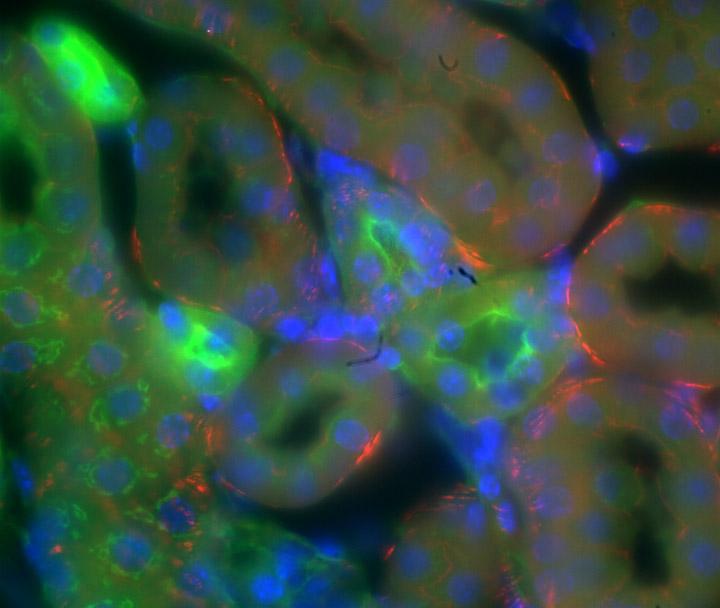 双标记肌细胞。使用TuCam和两个Neo sCMOS同时捕获两个荧光波长，由海德堡尼康成像中心Ulrike Engel提供