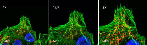 放大倍数为1倍，1.5倍和2倍