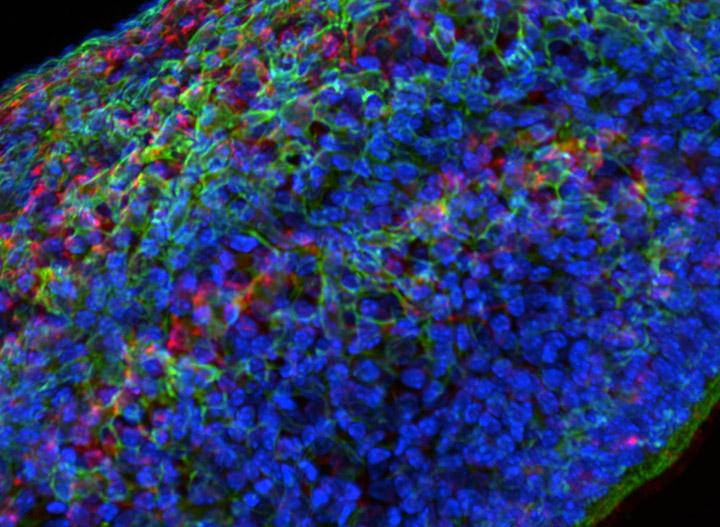 一个发育中的斑马鱼胚胎受精后4到18小时的图像，每个细胞核都有标记，由德累斯顿MPI-CBG Gopi Shah提供