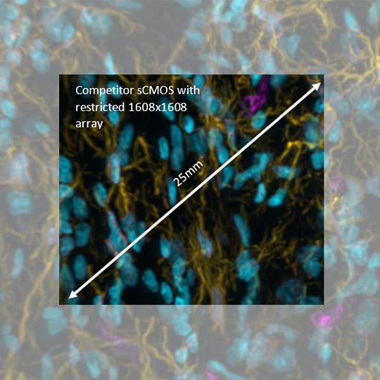 竞争对手背光sCMOS限制1608 x 1608阵列