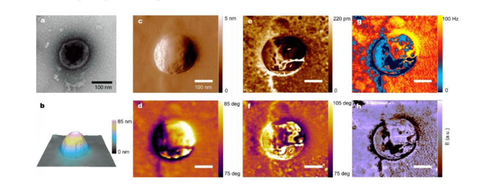 ndomingo-virus-research