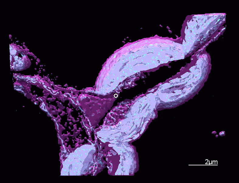 金星捕蝇器的叶子和腺体用Ultim Extreme探测器在5千伏下成像
