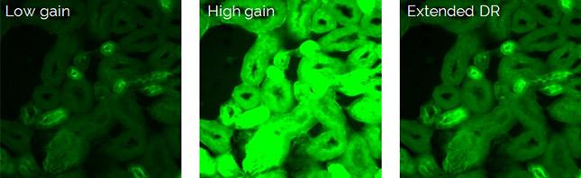 所有Andor sCMOS相机都提供16位扩展动态范围功能，因此可以通过一次捕获捕获低信号和高信号细节。